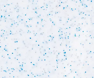 Leisure Pools Bay of Plenty - Shimmer white